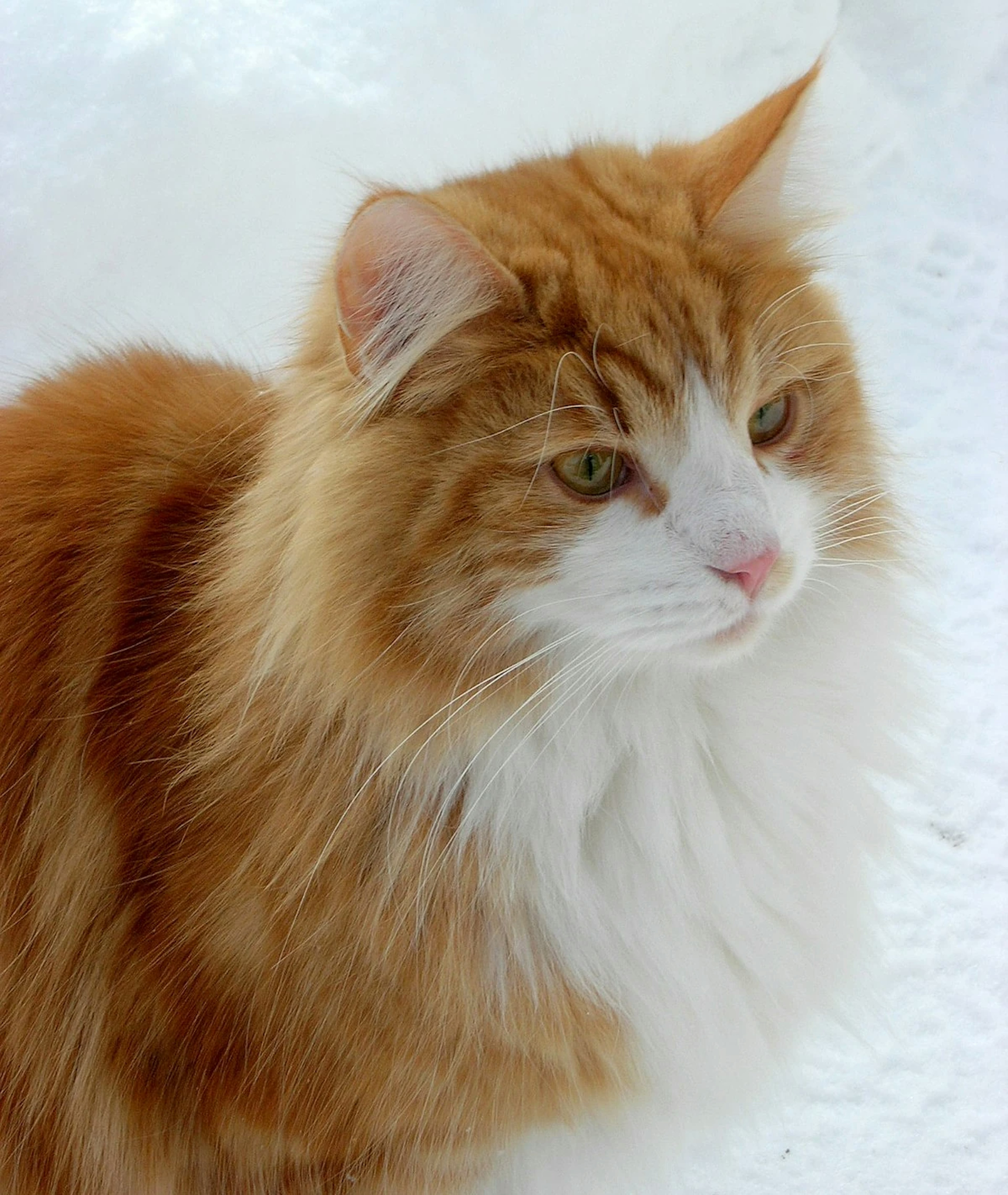 Norwest Forest Cat