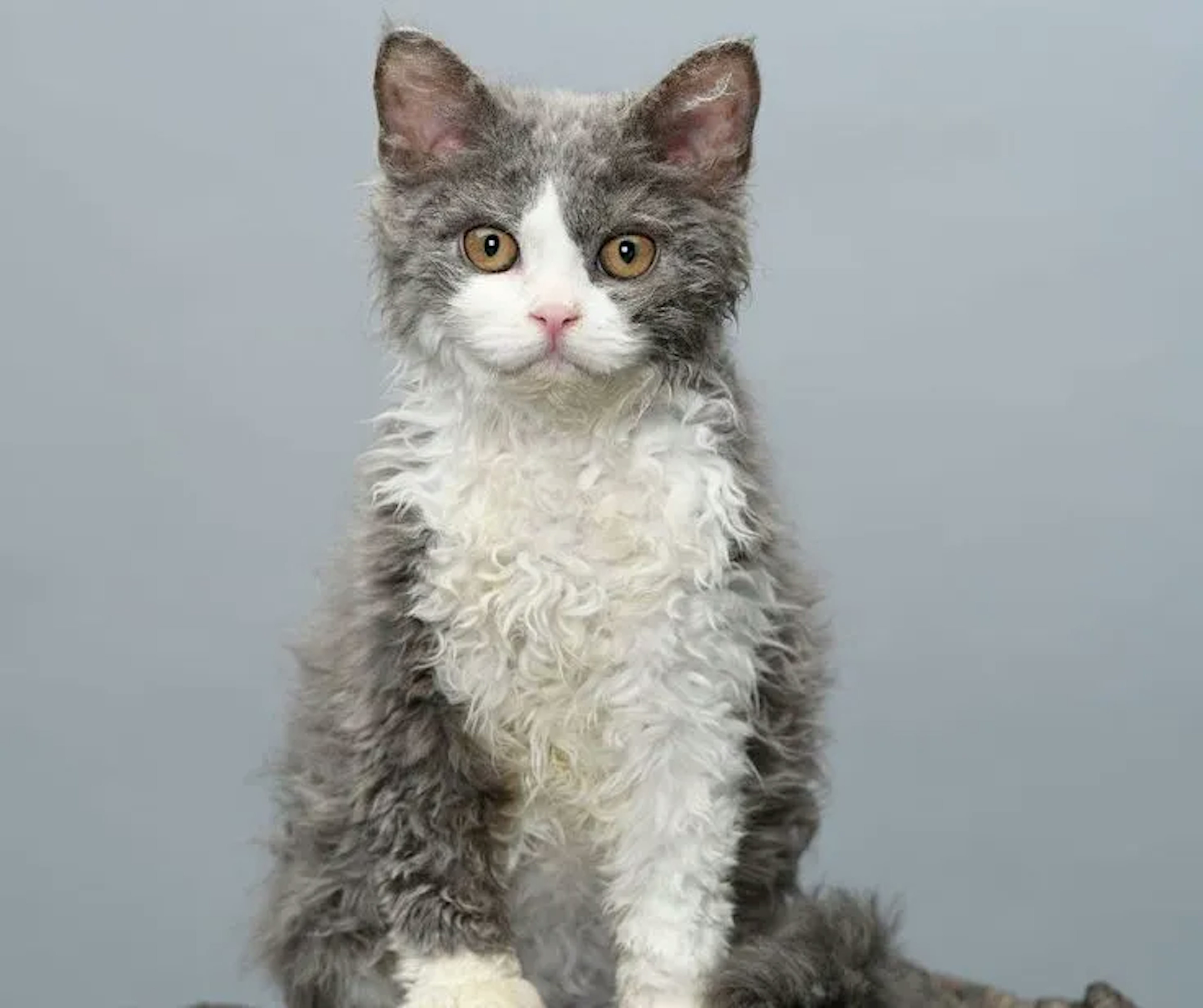 Selkirk Rex